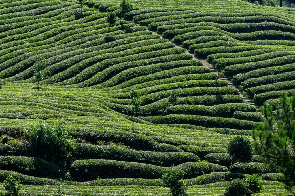 tea, tea garden, tea tree, green, agriculture, farmland, natural, nature, plant
