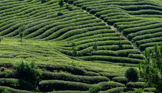 tea, tea garden, tea tree, green, agriculture, farmland, natural, nature, plant