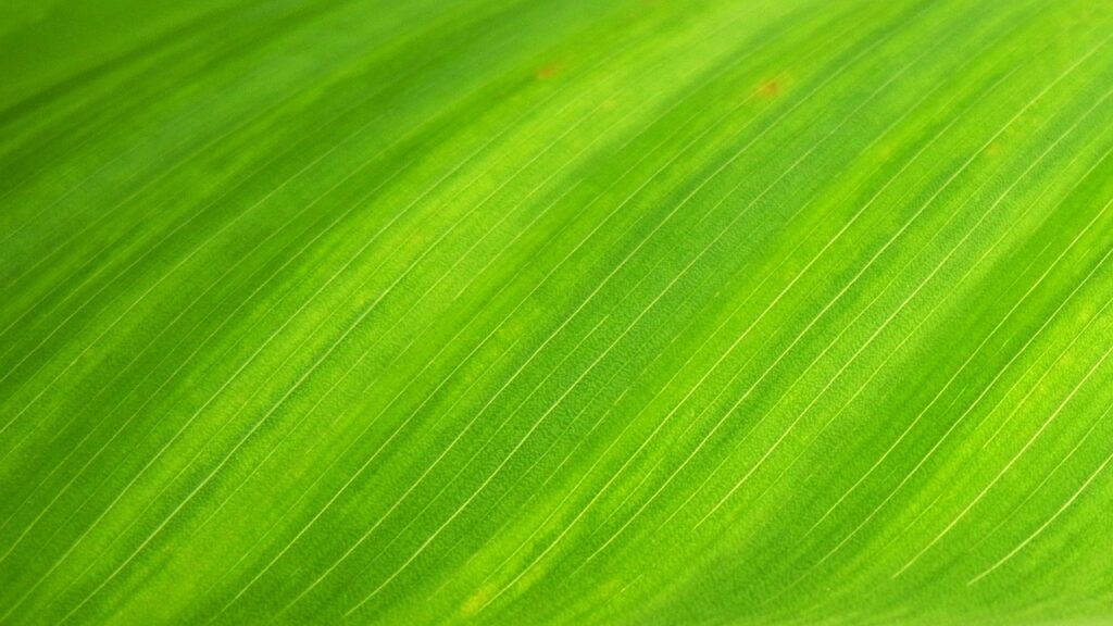 leaf, hd wallpaper, texture, windows wallpaper, nature wallpaper, mac wallpaper, laptop wallpaper, beautiful nature, wallpaper 4k, green, leaf veins, nature background, wallpaper hd, desktop backgrounds, 4k wallpaper, beautiful wallpaper, cool backgrounds, free wallpaper, free background, nature, full hd wallpaper, wallpaper, 4k wallpaper 1920x1080, background