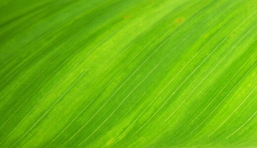 leaf, hd wallpaper, texture, windows wallpaper, nature wallpaper, mac wallpaper, laptop wallpaper, beautiful nature, wallpaper 4k, green, leaf veins, nature background, wallpaper hd, desktop backgrounds, 4k wallpaper, beautiful wallpaper, cool backgrounds, free wallpaper, free background, nature, full hd wallpaper, wallpaper, 4k wallpaper 1920x1080, background