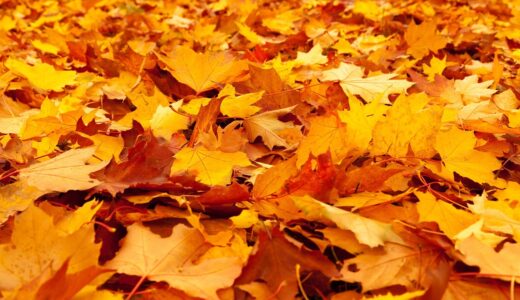 autumn, leaves, foliage, autumn leaves, maple, autumn foliage, autumn colors, autumn season, fall foliage, fall leaves, fall colors, orange leaves, orange foliage, forest, nature, autumn, autumn, autumn, autumn, leaves, leaves, leaves, leaves, autumn leaves, autumn leaves, autumn leaves, autumn leaves, fall leaves, fall leaves, fall leaves, fall leaves, fall leaves