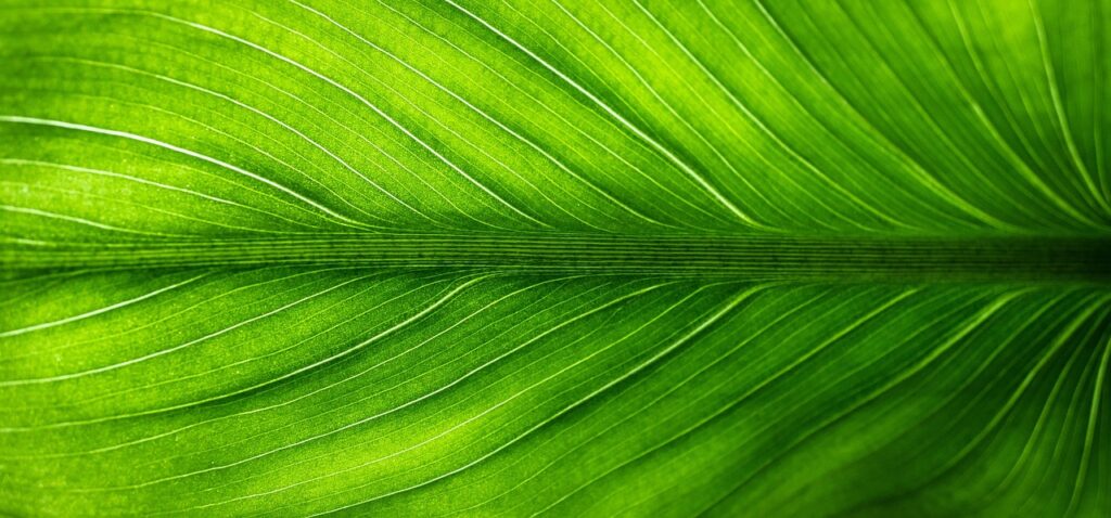 leaf, nature, green, plants, veins, translucent, foliage, green nature, green plant, green leaf, green leaves, green plants, green natural, leaf, leaf, leaf, green, green, green, green, green