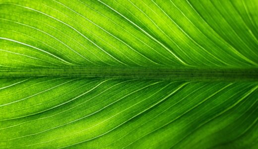 leaf, nature, green, plants, veins, translucent, foliage, green nature, green plant, green leaf, green leaves, green plants, green natural, leaf, leaf, leaf, green, green, green, green, green