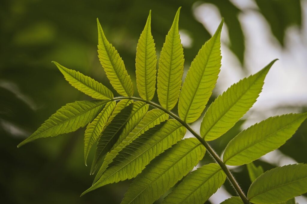 fern, leaves, green, nature, macro, detail, plant, green leaf, natural environment, environment, green nature, ecology, botany, wilderness, outdoors, light, natural light, contrast, symmetry