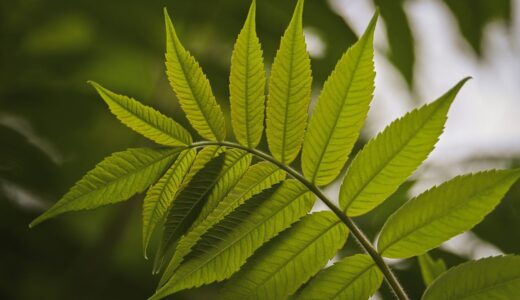 fern, leaves, green, nature, macro, detail, plant, green leaf, natural environment, environment, green nature, ecology, botany, wilderness, outdoors, light, natural light, contrast, symmetry