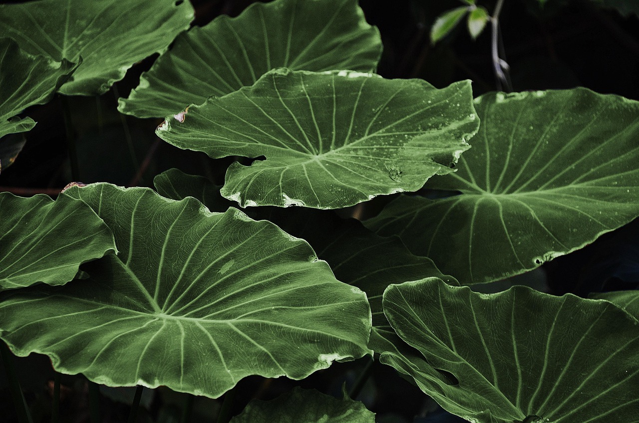 leaves, plant, laptop wallpaper, wallpaper hd, cool backgrounds, lotus leaves, beautiful wallpaper, free background, foliage, floral background, greenery, mac wallpaper, wallpaper 4k, aquatic plant, full hd wallpaper, flora, 4k wallpaper 1920x1080, hd wallpaper, windows wallpaper, nature, background, free wallpaper, desktop backgrounds, 4k wallpaper, earth day
