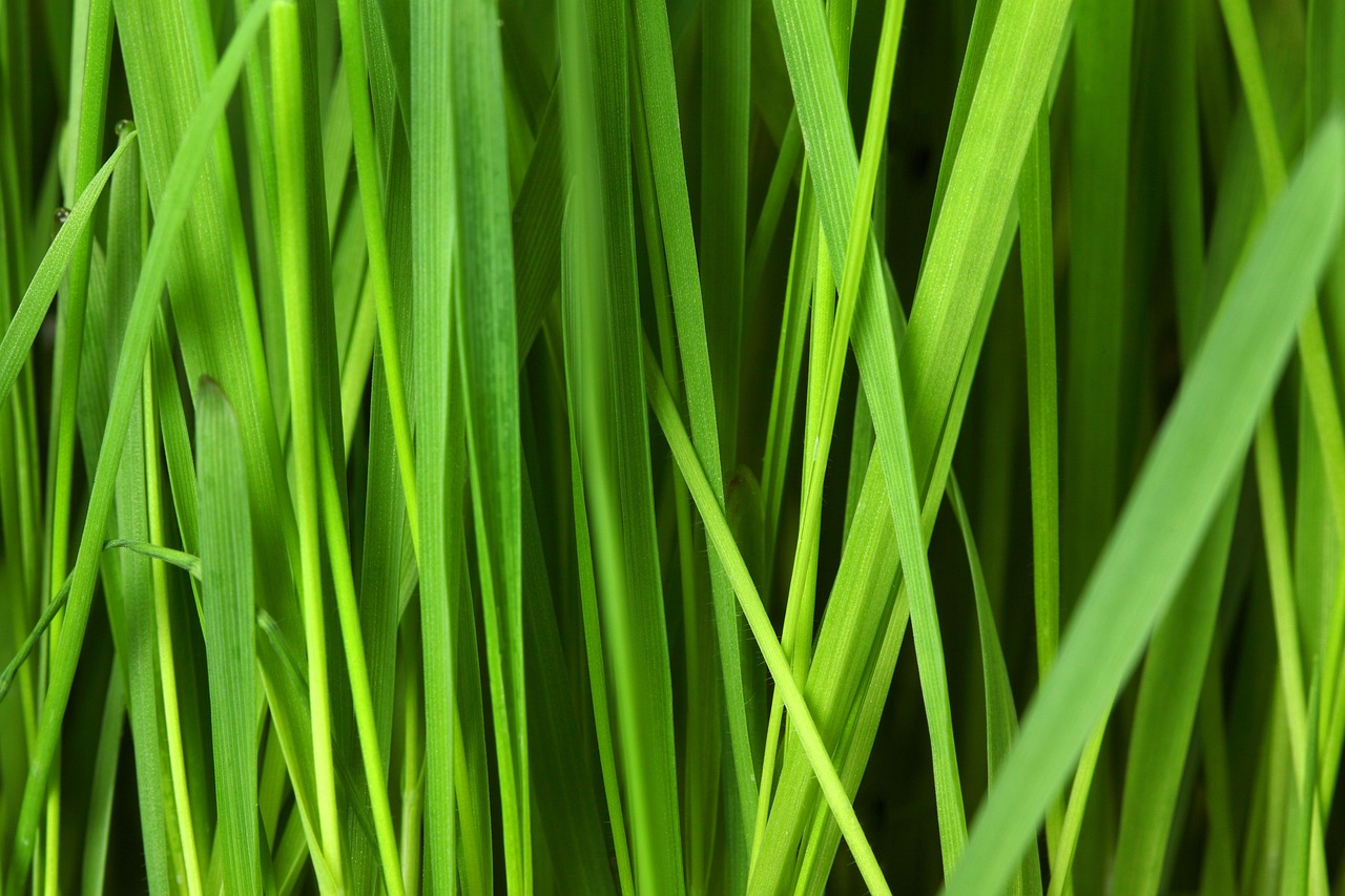 meadow, 4k wallpaper, grass, mac wallpaper, hd wallpaper, wallpaper 4k, floral background, windows wallpaper, plant, greenery, beautiful wallpaper, wallpaper hd, full hd wallpaper, free wallpaper, foliage, free background, laptop wallpaper, cool backgrounds, desktop backgrounds, flora, nature, 4k wallpaper 1920x1080, background