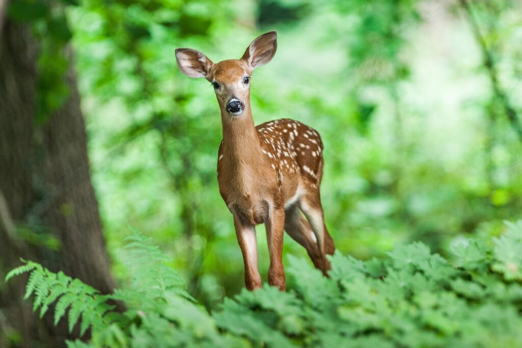 deer, mammal, young, animal, wild, forest, nature, animal world, forest animal, wildlife, wildlife photography, deer, deer, deer, deer, deer, forest