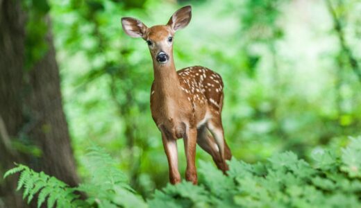 deer, mammal, young, animal, wild, forest, nature, animal world, forest animal, wildlife, wildlife photography, deer, deer, deer, deer, deer, forest