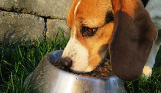dog, meal, food bowl, dog food, feed, food, dry, garden, animal, domestic animal, domestic dog, purebred dog, beagle, feeding, hunting dog, reward, pet, nature, wildlife, brown, hungry