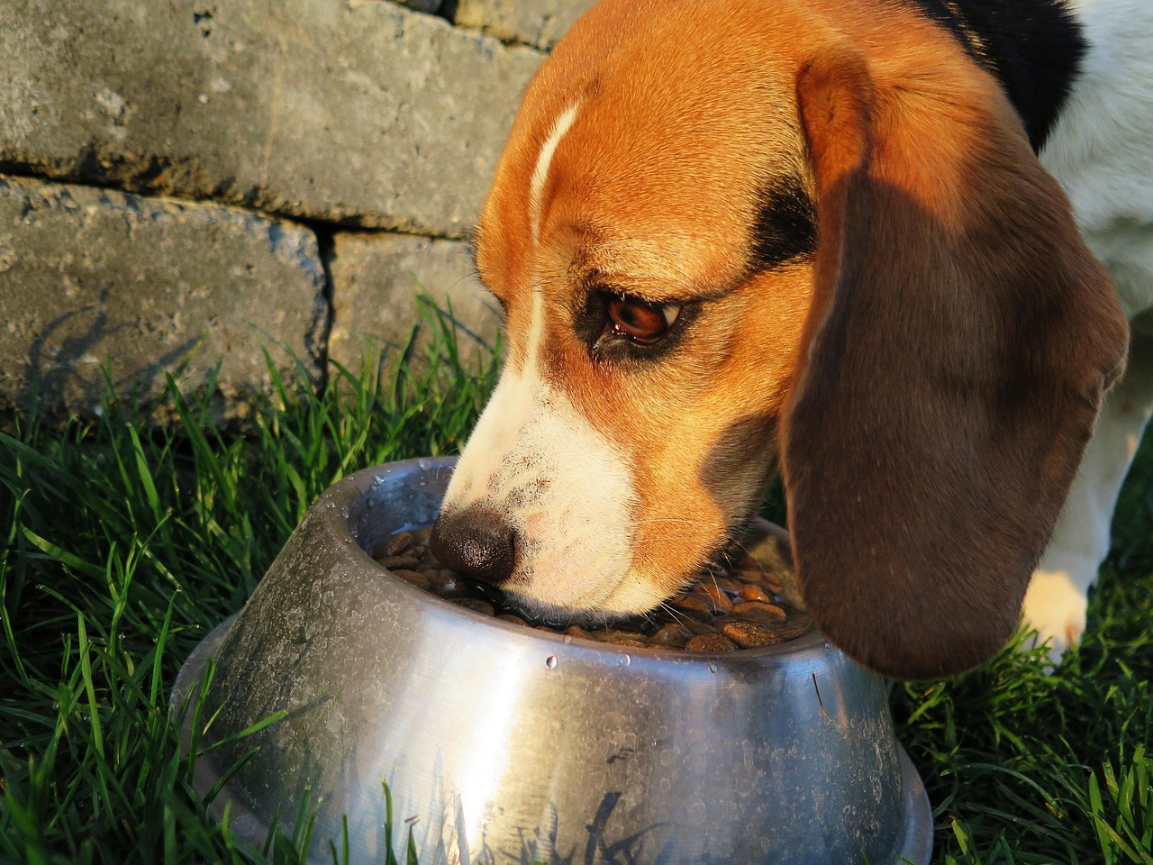 dog, meal, food bowl, dog food, feed, food, dry, garden, animal, domestic animal, domestic dog, purebred dog, beagle, feeding, hunting dog, reward, pet, nature, wildlife, brown, hungry