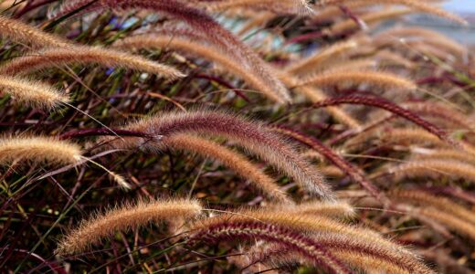 foxtail grass, grass, plant, foxtail, growth, nature, foxtail grass, grass, grass, grass, grass, plant, plant, plant, plant, foxtail, growth, nature, nature, nature, nature, nature