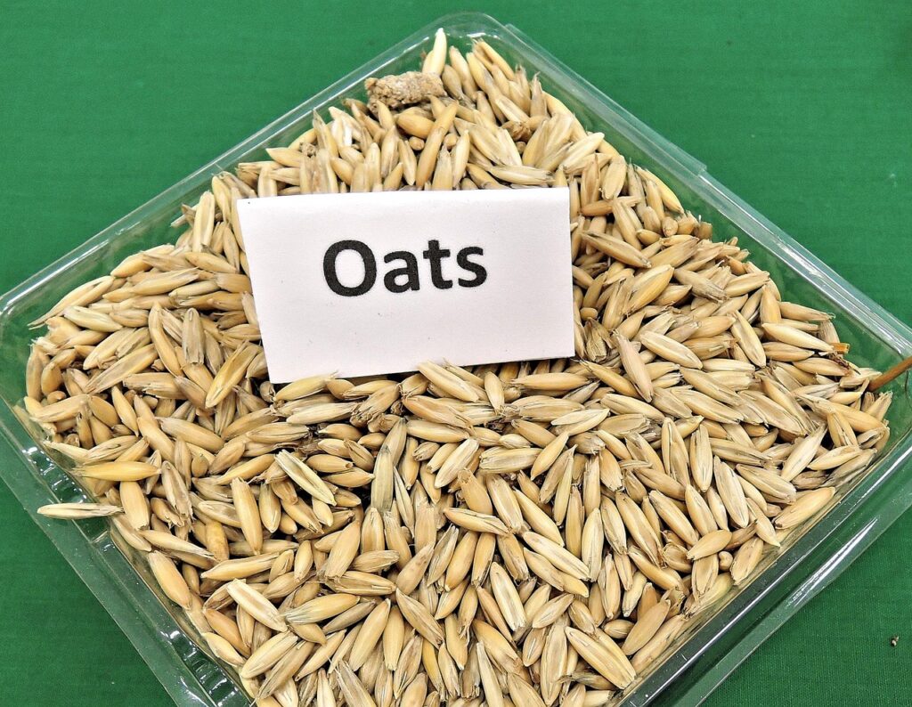 oats, grain, cereal, animal feed, seeds, edible, food, oats, oats, oats, oats, oats