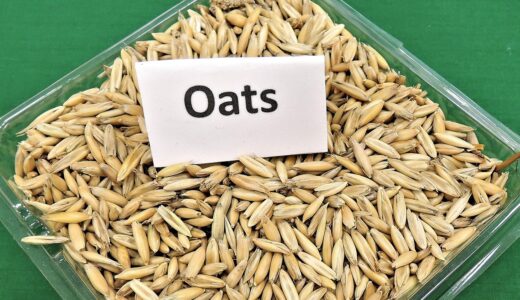 oats, grain, cereal, animal feed, seeds, edible, food, oats, oats, oats, oats, oats