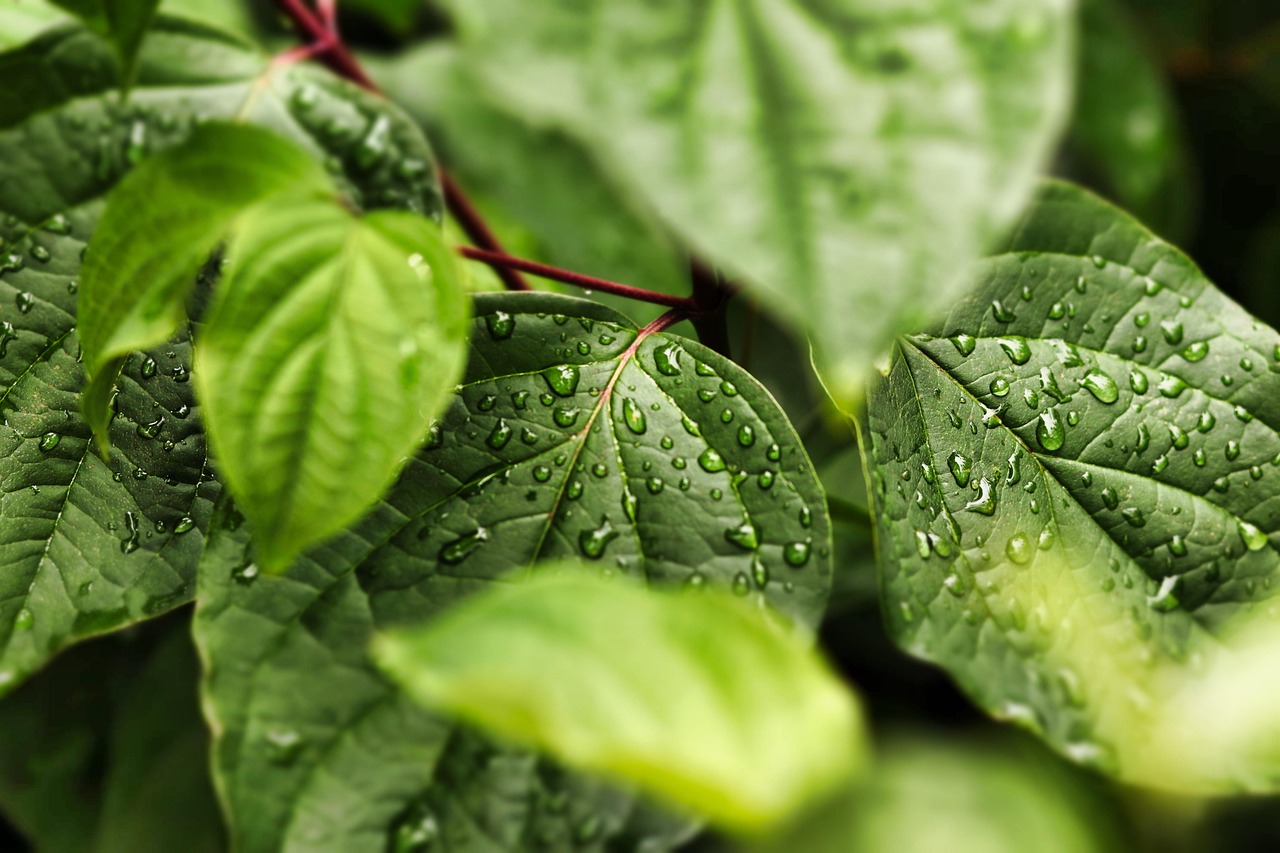 leaves, foliage, dewdrops, raindrops, water drops, nature, water, plant, raindrop, close up, raindrops, raindrops, raindrops, water drops, nature, nature, water, water, water, water, water