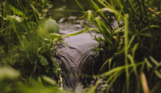 stream, spring, nature, summer, water, grass, flow