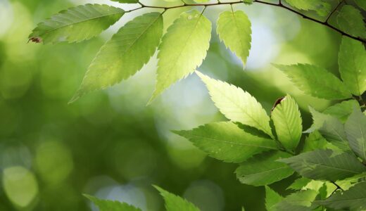 leaves, tree, plant, green, abstract, chartreuse, forest, state of the union, nature, leaves, leaves, green, abstract, abstract, abstract, abstract, abstract, forest