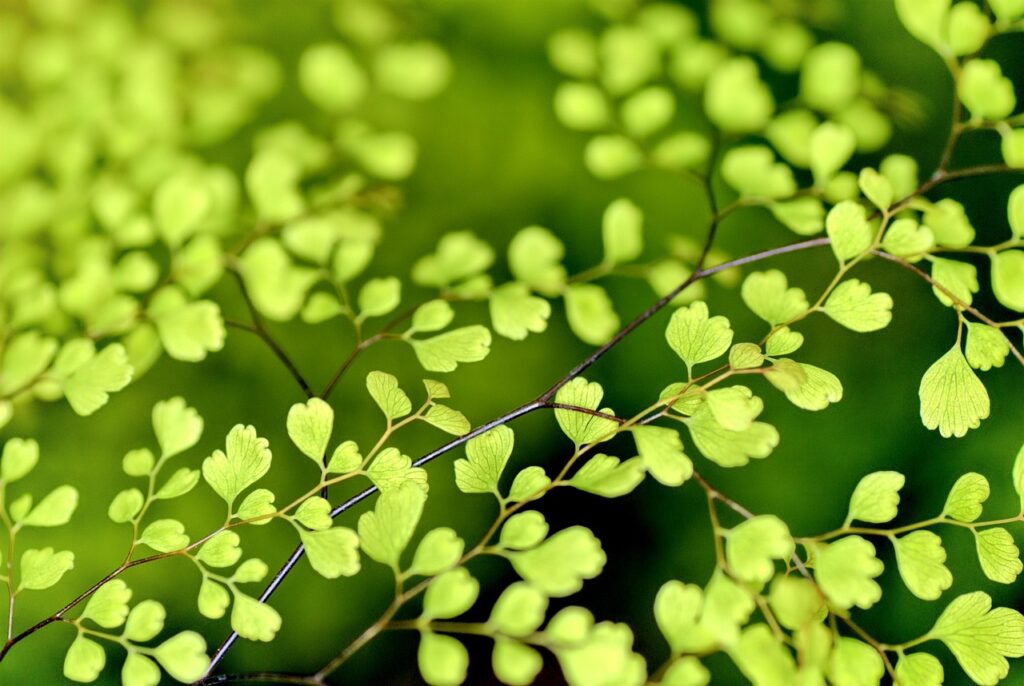 leaves, green, foliage, small leaves, branches, twigs, plants, green leaves, green foliage, nature, spring, leaves, leaves, green, green, green, spring, spring, spring, spring, spring