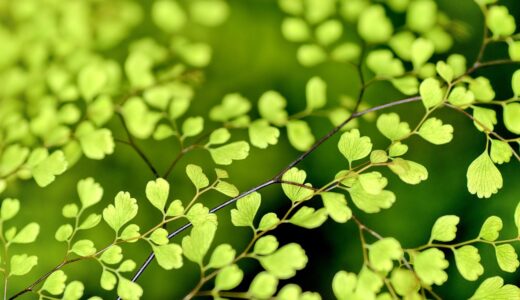 leaves, green, foliage, small leaves, branches, twigs, plants, green leaves, green foliage, nature, spring, leaves, leaves, green, green, green, spring, spring, spring, spring, spring