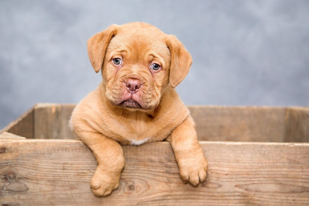 puppy, dog, nature, pet, cute, brown dog, purebred, dog breed, portrait, dog portrait, mammal, animal, domestic, domestic dog, canine