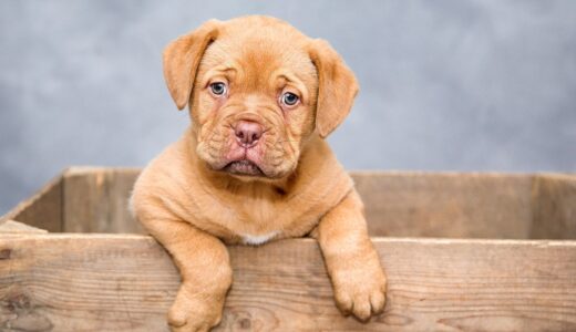 puppy, dog, nature, pet, cute, brown dog, purebred, dog breed, portrait, dog portrait, mammal, animal, domestic, domestic dog, canine