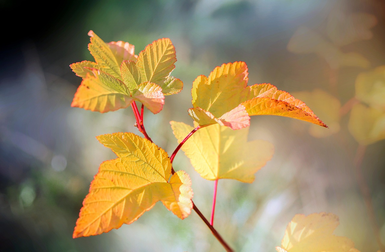 leaves, plant, garden, foliage, sprig, bush, flora, nature, closeup, leaves, garden, garden, garden, garden, garden, nature