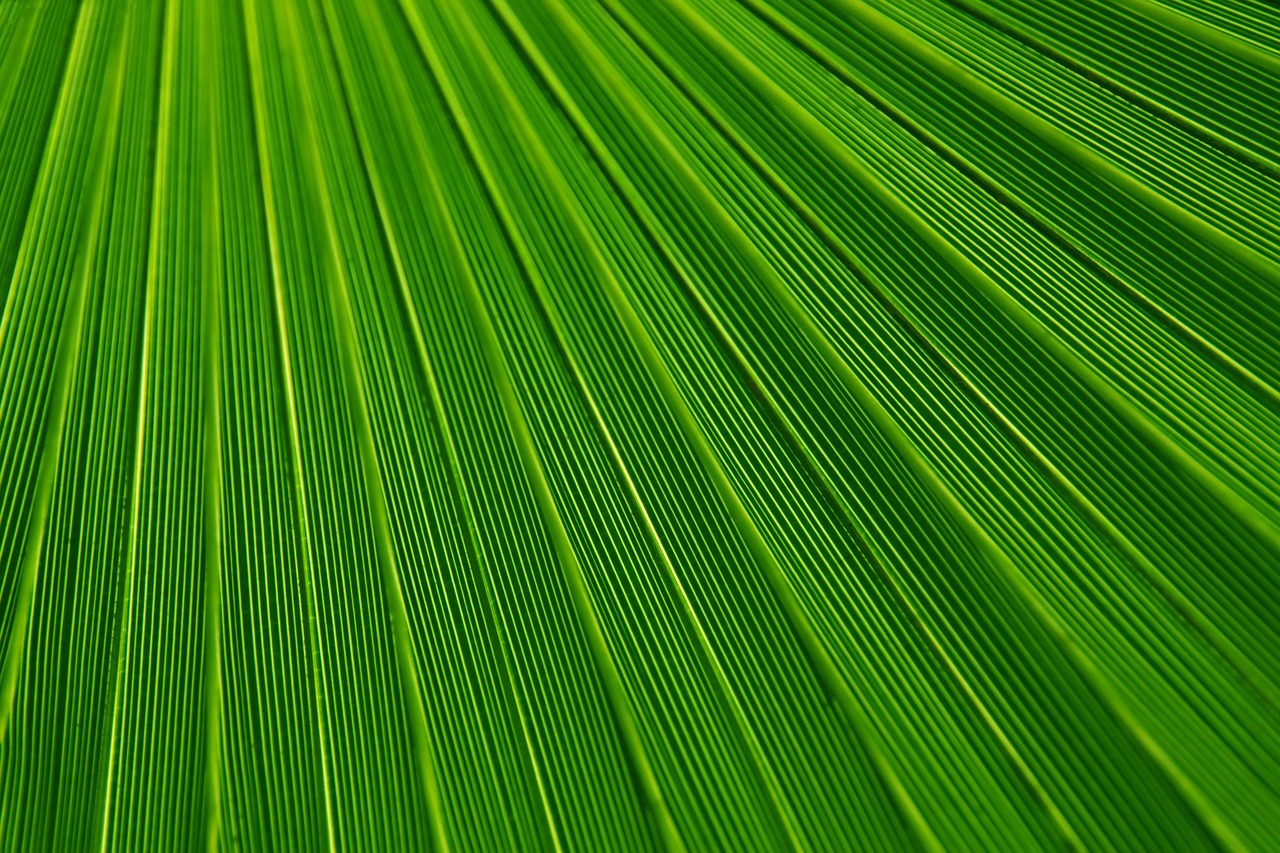 leaf, plant, background, beautiful wallpaper, wallpaper hd, palm, green, nature, lines, laptop wallpaper, floral background, desktop backgrounds, texture, mac wallpaper, tropical, hd wallpaper, 4k wallpaper 1920x1080, cool backgrounds, 4k wallpaper, free background, windows wallpaper, free wallpaper, full hd wallpaper, wallpaper 4k, flora