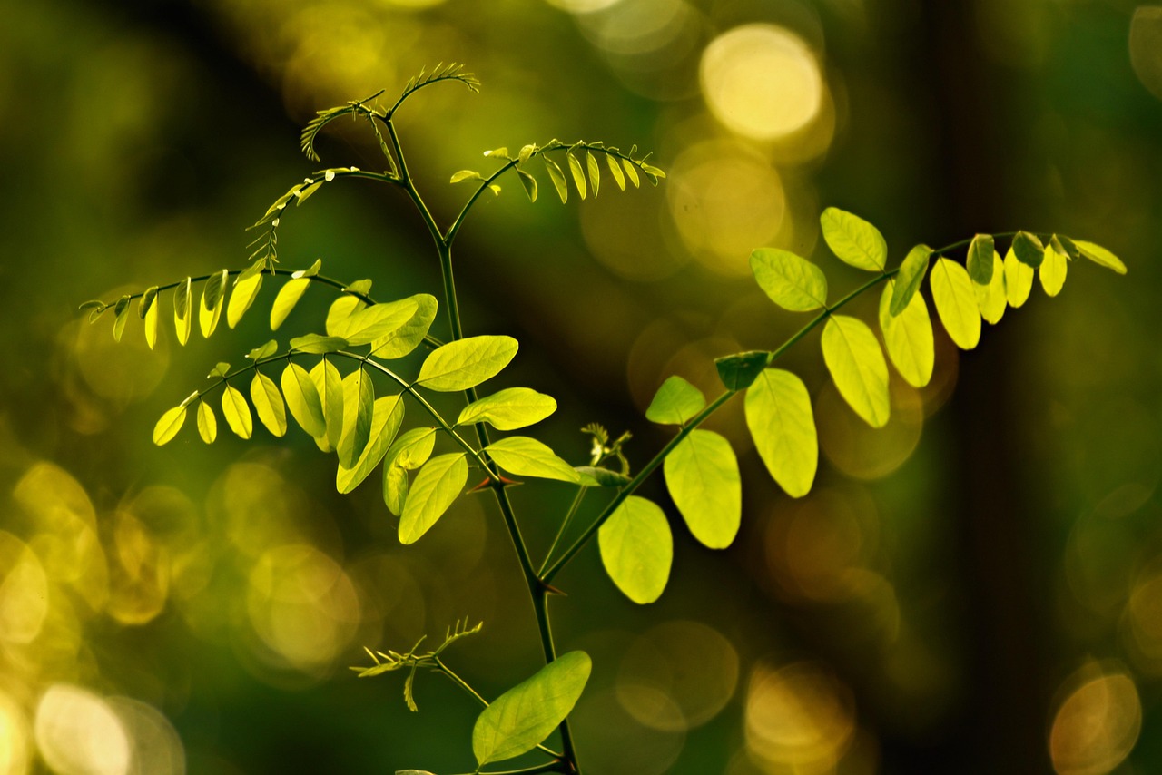 leaves, foliage, twig, branch, green, nature, bokeh, leaves, leaves, twig, twig, twig, branch, branch, branch, nature, nature, nature, nature, nature, bokeh, bokeh, bokeh, bokeh, bokeh
