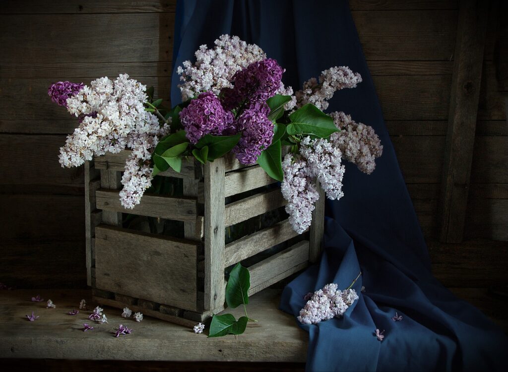 flowers, lilac, nature, box, flower wallpaper, decoration, bloom, beautiful flowers, blossom, botany, petals, flower background, macro