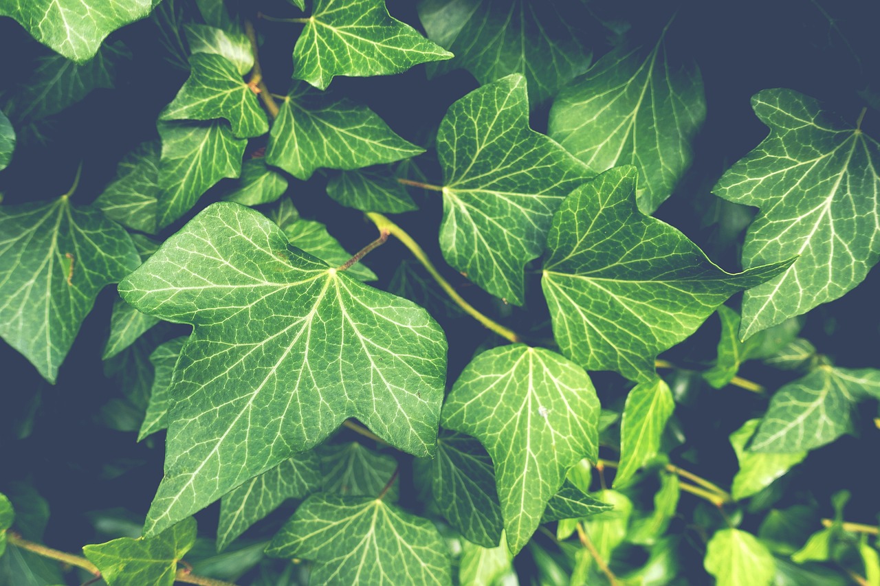 ivy, plants, leaves, foliage, greenery, garden, green, climber plant, vegetation, nature, ivy, ivy, ivy, ivy, ivy, leaves, leaves, greenery