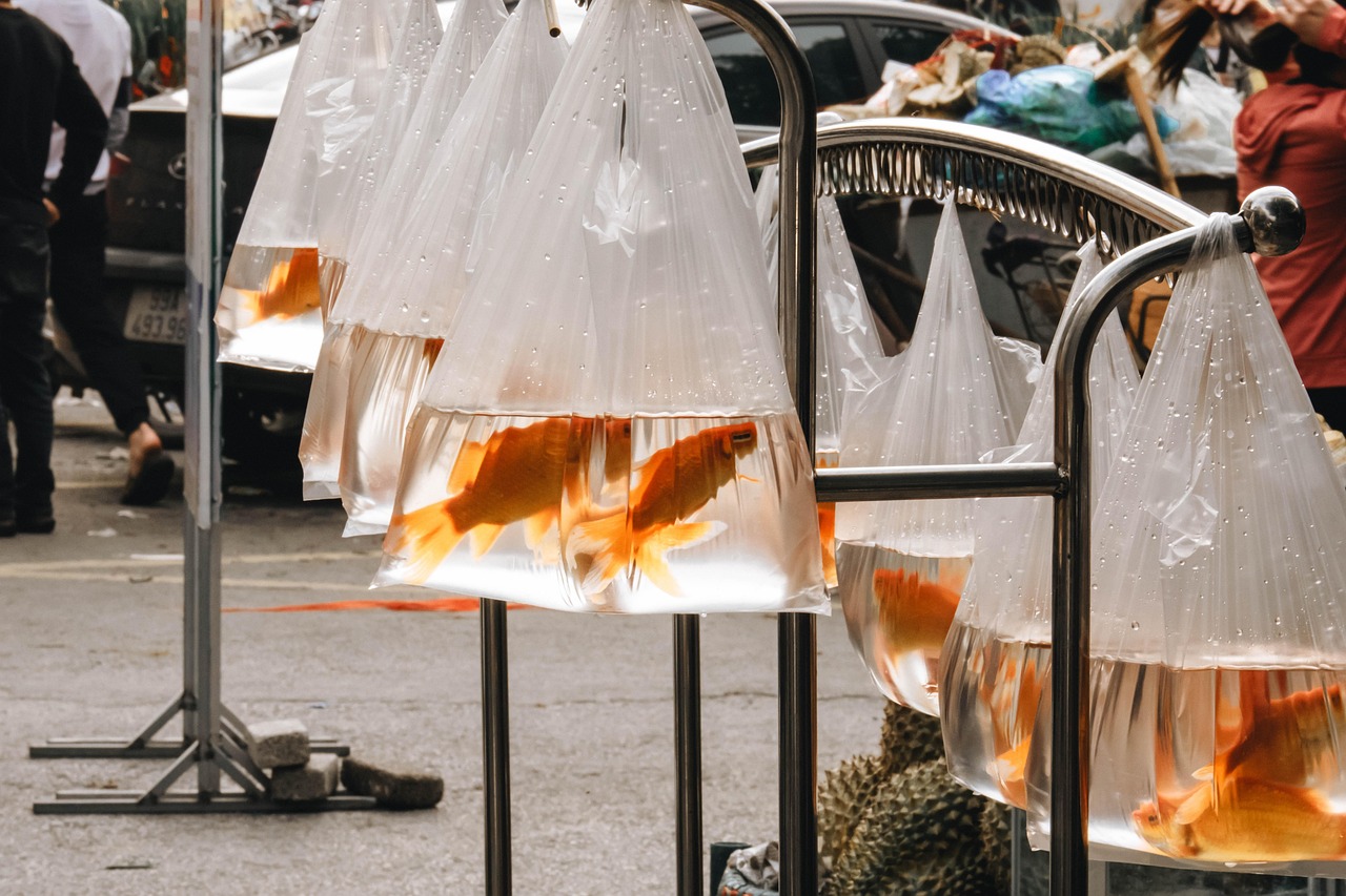 goldfish, pet, pet shop, fish, animal, stall, nature, street, plastic bags