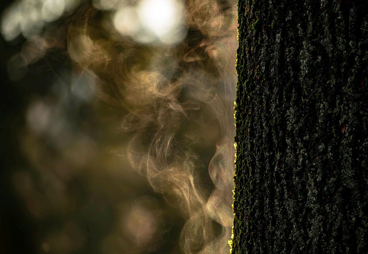 tree, bark, moss, forest, mist, light, light play, natural beauty, humidity, dew drop, feeling, intimate, hazy, rising, morning, photography, macro, atmosphere, nature, green