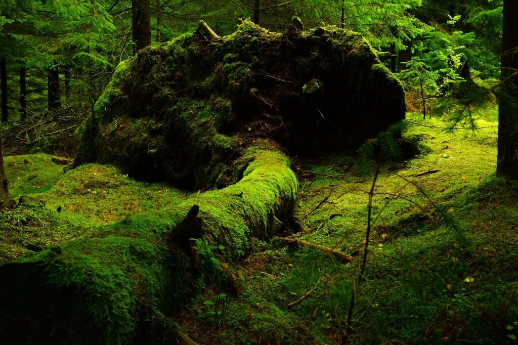 forest, moss, nature, lush, green, vegetation, mossy, greenery, woods, woodlands, trees, outdoors, forest, forest, forest, forest, forest, moss