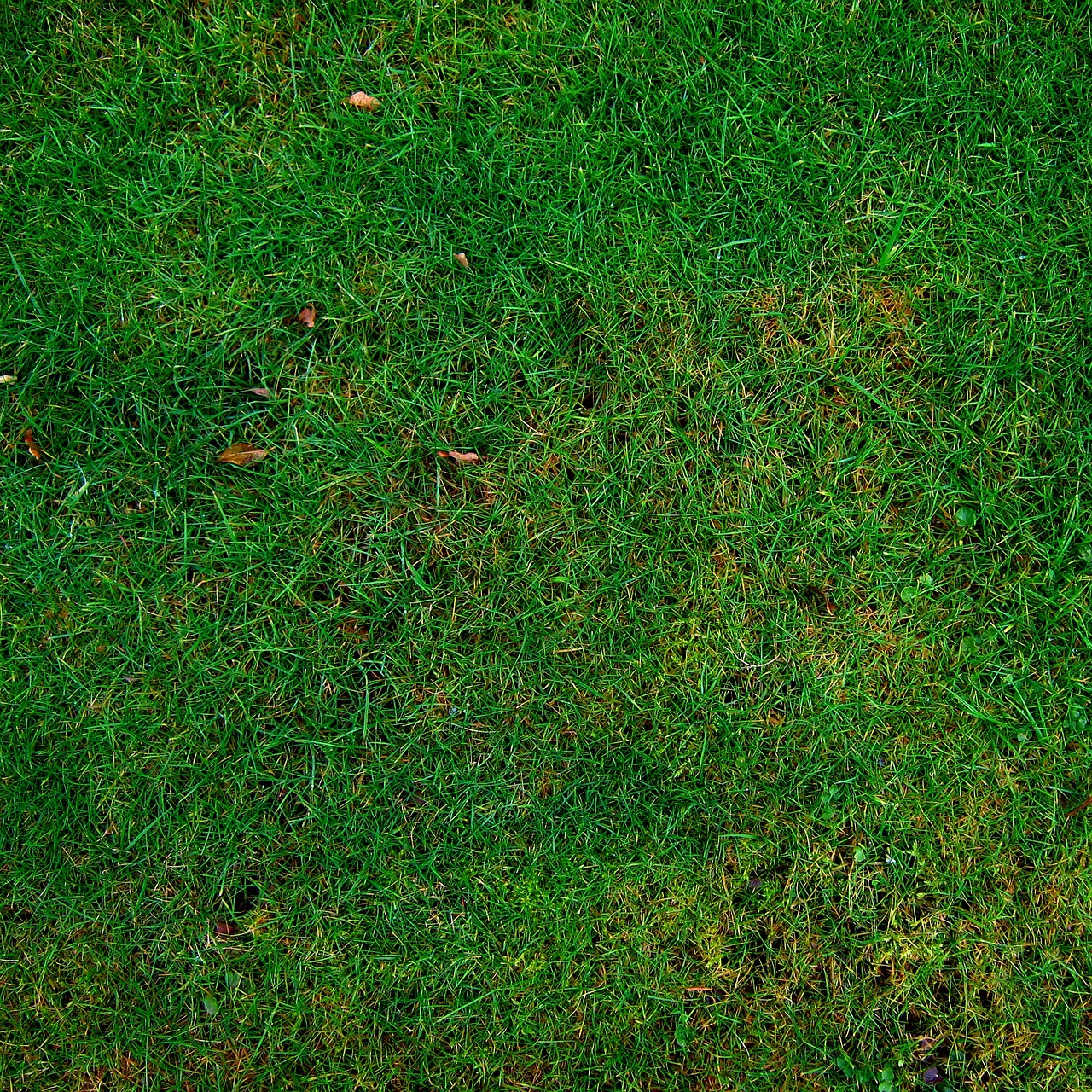 lawn, grass, meadow, texture, nature, yard, garden, park, green, green grass, grassy, field