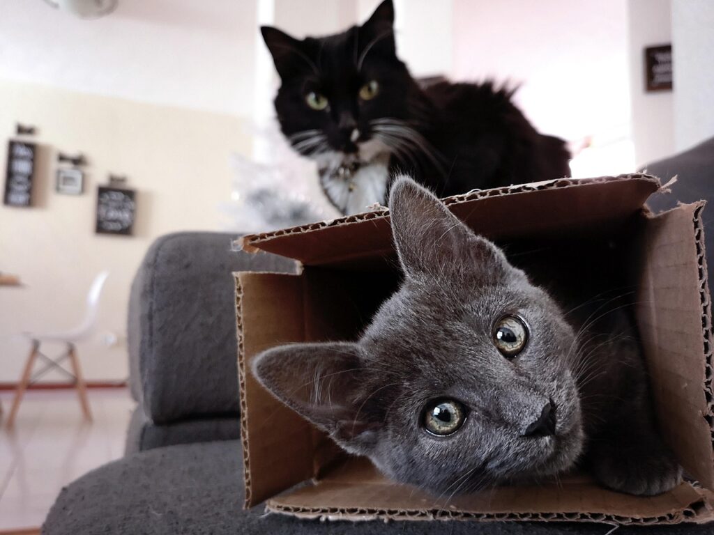 cats, kitten, feline, playful, nature, pet, animal, curious, jealousy, cardboard, box