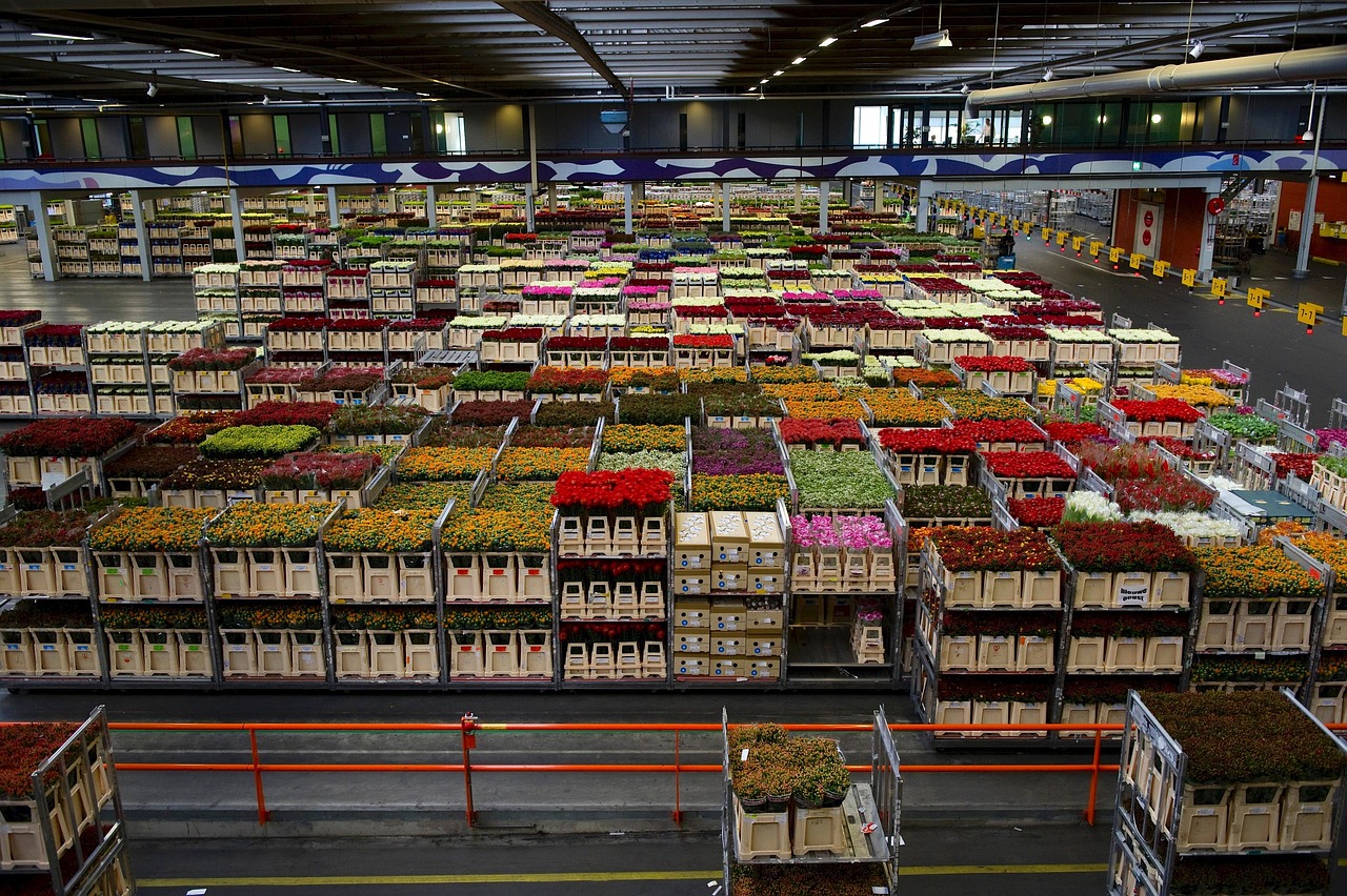 holland, flower wallpaper, flowers, business, warehouse, varieties, inside, interior, plants, nature, sale, colorful, beautiful flowers, beautiful, brown business, brown company, brown sales, flower background, brown interior